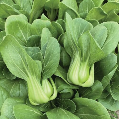 Little Shanghai Pak Choi Cabbage Seeds Bok Choy Non Gmo Heirloom  Easy to Grow