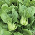 Little Shanghai Pak Choi Cabbage Seeds Bok Choy Non Gmo Heirloom  Easy to Grow
