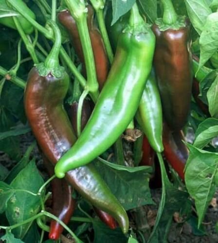 Joe E Parker Chili Pepper Seeds Numex Chile Non Gmo Heirloom  Easy to Grow