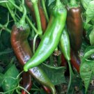 Joe E Parker Chili Pepper Seeds Numex Chile Non Gmo Heirloom  Easy to Grow