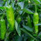 Shishito Pepper Seeds Japanese Asian Heirloom Non Gmo  Easy to Grow