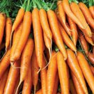 Carrot Seeds Brilliance Heirloom Premium Non Gmo  Easy to Grow