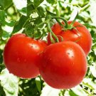 Tomato Seeds Bonny Best Indeterminate Premium Non Gmo  Easy to Grow