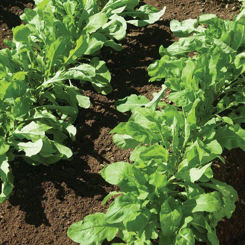 Arugula Seeds Astro Sativa Non Gmo Heirloom  Easy to Grow
