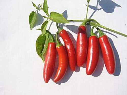 Serrano Tampiqueno Pepper Seeds Hot Heirloom Non Gmo Heirloom  Easy to Grow