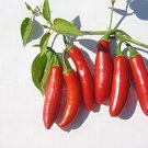 Serrano Tampiqueno Pepper Seeds Hot Heirloom Non Gmo Heirloom  Easy to Grow