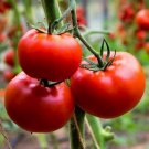 Ace 55 Vf Tomato Seeds Non Gmo Heirloom  Easy to Grow