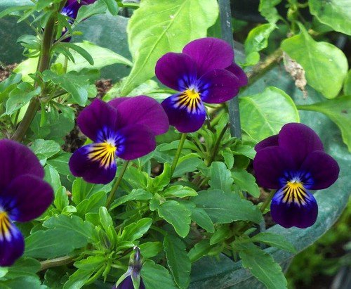 Viola &acirc;��King Henry&acirc;�� Flower Seeds Viola Cornuta Colorful Flower  Easy to Grow