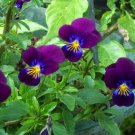 Viola ‘King Henry’ Flower Seeds Viola Cornuta Colorful Flower  Easy to Grow