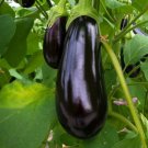 Florida Market Eggplant Seeds Heirloom Non Gmo Heirloom  Easy to Grow