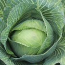 Brunswick Cabbage Seeds Non Gmo Heirloom  Easy to Grow