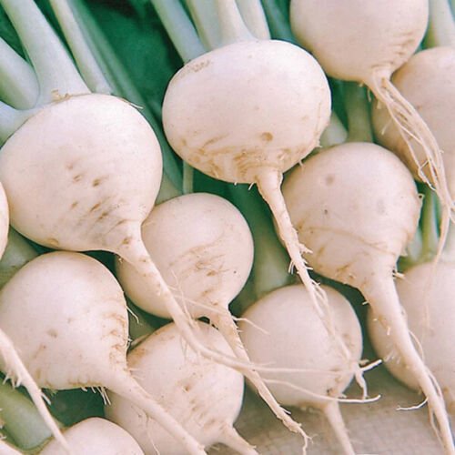 White Turnip Seeds Snowball Heirloom Non Gmo  Easy to Grow