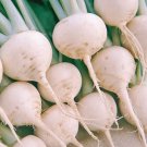 White Turnip Seeds Snowball Heirloom Non Gmo  Easy to Grow