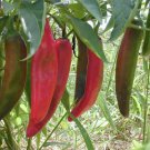 Anaheim Chili Pepper Seeds Hot Heirloom Non Gmo Heirloom  Easy to Grow