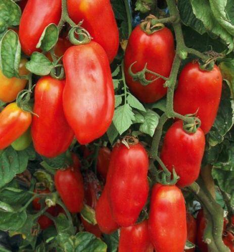 San Marzano Tomato Seeds Non Gmo Organic Heirloom Indeterminate  Easy to Grow