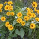 Arrowleaf Balsamroot Flower Seeds Balsamorhiza Sagittata  Easy to Grow
