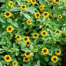 Creeping Zinnia Flower Seeds Sanvitalia Procumbens  Easy to Grow