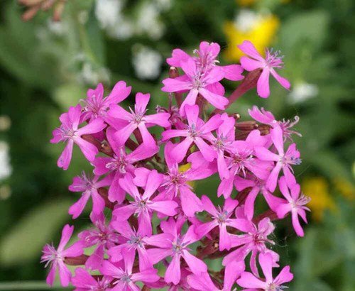 Catchfly Silene Armeria Flower Seeds  Easy to Grow