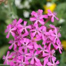 Catchfly Silene Armeria Flower Seeds  Easy to Grow