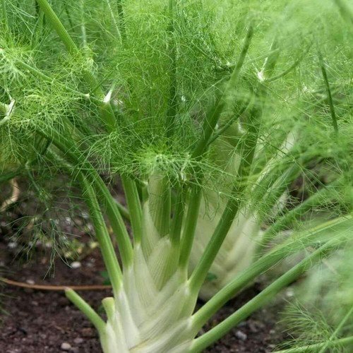 Fennel Seeds Vegetable Herb Non Gmo Heirloom  Easy to Grow