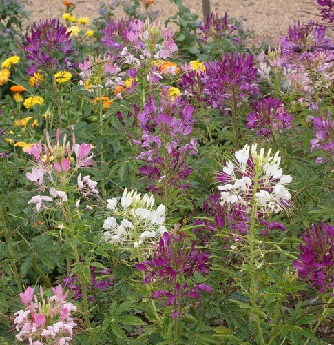 Spider Plant Flower Seeds Cleome Hassleriana  Easy to Grow
