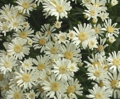 Aster White Upland Seeds Solidago Ptarmicoides Drought Tolerant  Easy to Grow