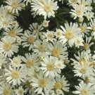Aster White Upland Seeds Solidago Ptarmicoides Drought Tolerant  Easy to Grow