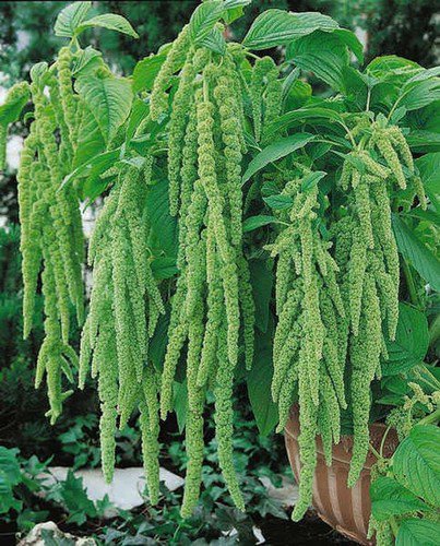 Green Tails Amaranth Flower Seeds Amaranthus Caudatus Viridis  Easy to Grow