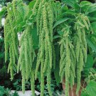 Green Tails Amaranth Flower Seeds Amaranthus Caudatus Viridis  Easy to Grow