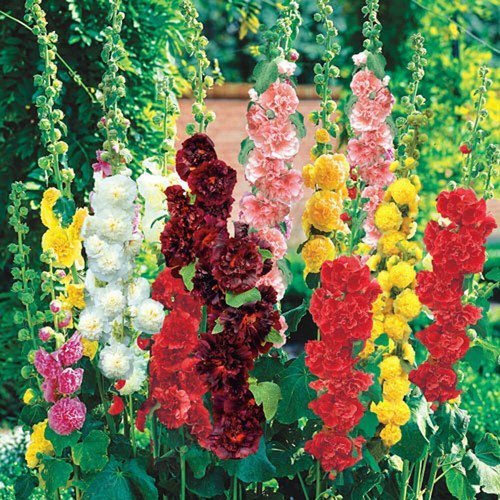 Hollyhock Flower Seeds Chater&acirc;��S Double Mix Alcea Rosea  Easy to Grow