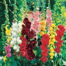 Hollyhock Flower Seeds Chater’S Double Mix Alcea Rosea  Easy to Grow