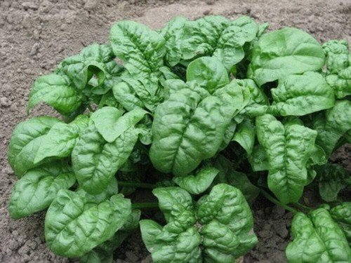 Giant Noble Spinach Seeds Heirloom Non Gmo  Easy to Grow
