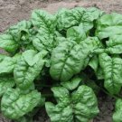 Giant Noble Spinach Seeds Heirloom Non Gmo  Easy to Grow