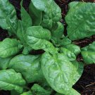 America Spinach Seeds Heirloom Non Gmo  Easy to Grow