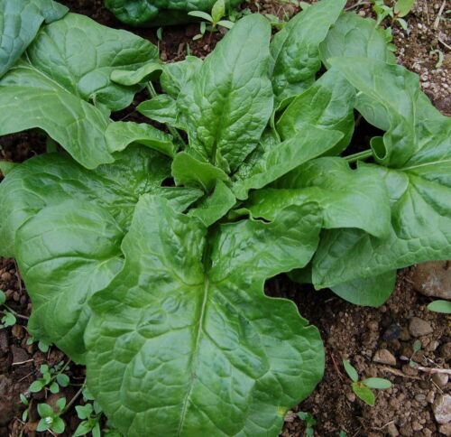 Winter Giant Spinach Seeds Heirloom Non Gmo  Easy to Grow