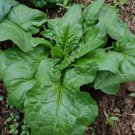 Winter Giant Spinach Seeds Heirloom Non Gmo  Easy to Grow