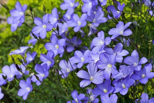 Blue Flax Prairie Flax Lewis Blue Flax Flower Seeds  Easy to Grow
