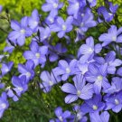 Blue Flax Prairie Flax Lewis Blue Flax Flower Seeds  Easy to Grow