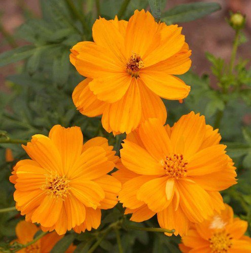 Cosmos Sulphur Dwarf Orange Wildflowers  Easy to Grow