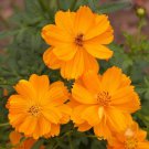 Cosmos Sulphur Dwarf Orange Wildflowers  Easy to Grow