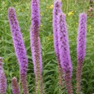Thickspike Gayfeather Flower Seeds Prairie Blazingstar  Easy to Grow