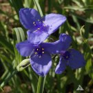 Prairie Spiderwort Seeds Tradescantia Occidentalis  Easy to Grow