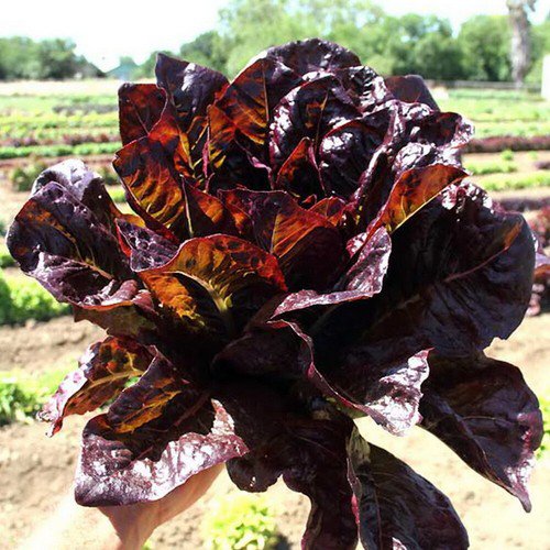 Red Romaine Lettuce Seeds Non Gmo Heirloom  Easy to Grow