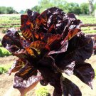 Red Romaine Lettuce Seeds Non Gmo Heirloom  Easy to Grow