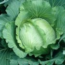 All Seasons Cabbage Seeds Non Gmo Heirloom  Easy to Grow