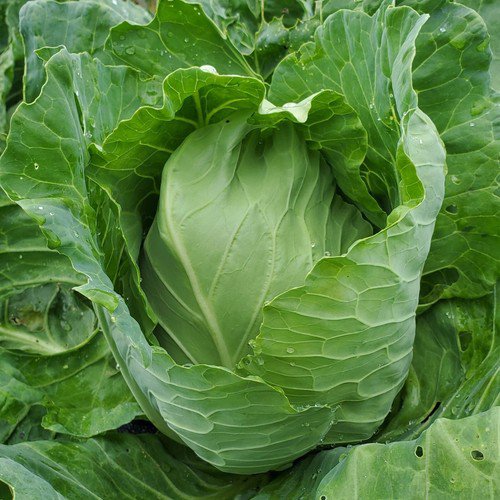 Early Jersey Wakefield Cabbage Seeds Non Gmo Heirloom  Easy to Grow
