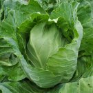 Early Jersey Wakefield Cabbage Seeds Non Gmo Heirloom  Easy to Grow