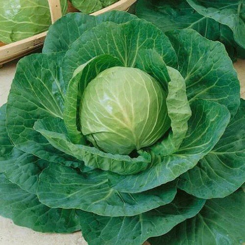 Green Express Cabbage Seeds Non Gmo Heirloom  Easy to Grow
