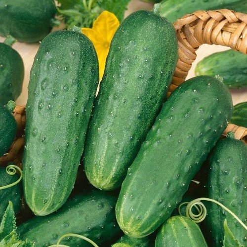 Cucumber Seeds Homemade Pickles Non Gmo Heirloom  Easy to Grow