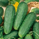 Cucumber Seeds Homemade Pickles Non Gmo Heirloom  Easy to Grow
